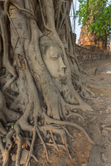 Fototapeta na wymiar Stone head of the sandstone Buddha covered by roots of Bodhi tree at Wat Mahathat, Ayutthaya, Thailand