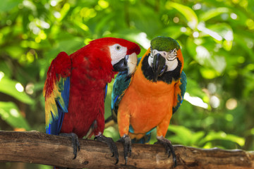 Obraz premium pair of macaws perching on a branch