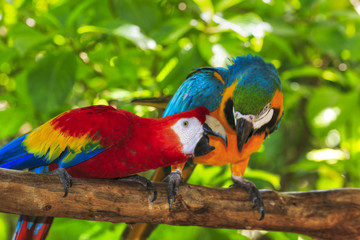 pair of macaws perching on a branch
