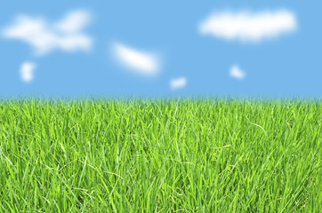 Fototapeta premium green grass and blue sky
