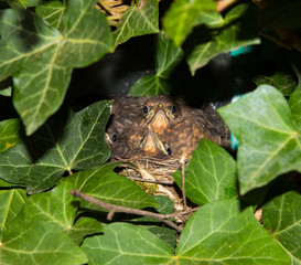 Obraz premium Two nestlings of an eurasian blackbird.