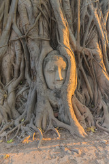 Buddha Head Statue in Banyan Tree