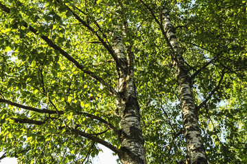 Birch with green sheet