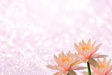 Pink lotus on pink light of bokeh background