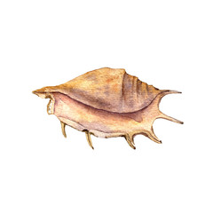 watercolor drawing shell