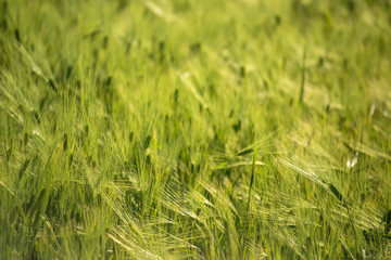 Green barley field