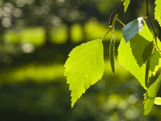 Leaves of Silver birch, Betula pendula, tree in morning sunlight, selective focus, shallow DOF