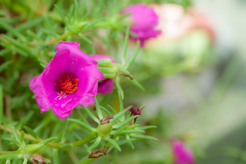 Small flower garden in beautiful bright colors.