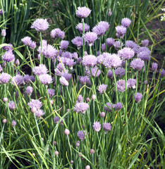 Fototapeta premium Schnittlauch, Allium; schoenoprasum
