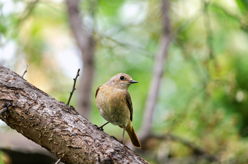 The bird sitting on the branch