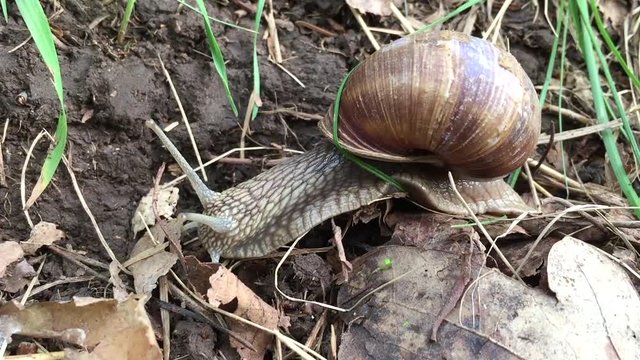 This video is about a big snail in the wild