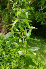 Silberweide; salix alba