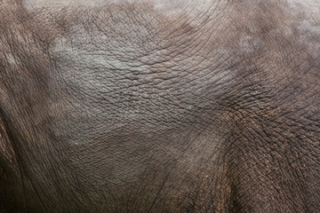 Indian elephant (Elephas maximus indicus). Skin texture.