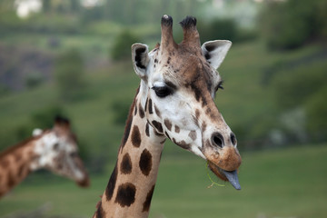 Rothschild's giraffe (Giraffa camelopardalis rothschildi).