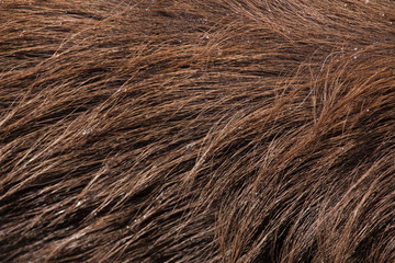 Forest sitatunga (Tragelaphus spekii gratus). Skin texture.