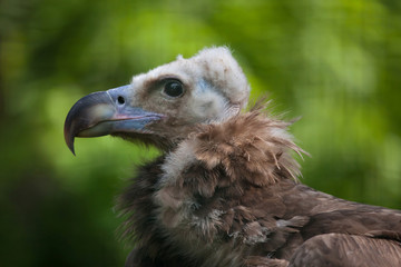 Cinereous vulture (Aegypius monachus).