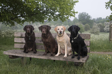 Beautiful Labrador dog