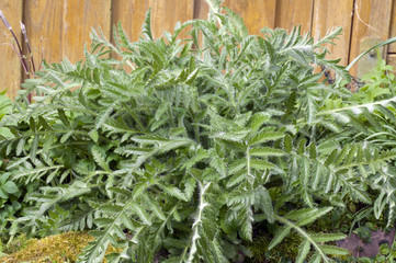 Tuerkischer, Mohn, Papaver, orientale, Sproessling