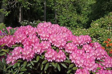 Obraz premium Rhododendron, Blütenzauber