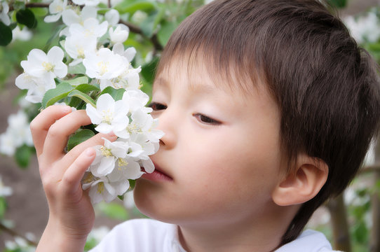 Boy smelling blossoming apple tree flowers