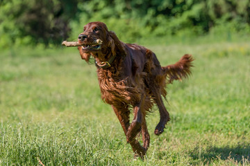 Red Irish Setter running ,selective focus on the dog