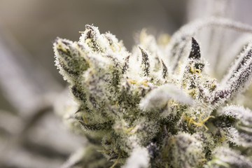 Marijuana flowering buds ( cannabis), hemp plant. Very large ind