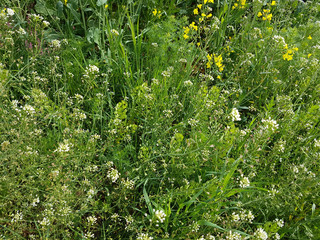 Unkraeuter, Unkraut, verwildert