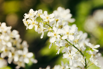 Branch of bird cherry tree on green background. Flowers bird cherry. Macro.
