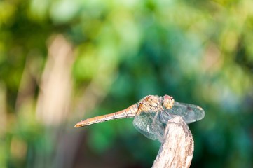 Dragonfly with green blurred background. Space in top side