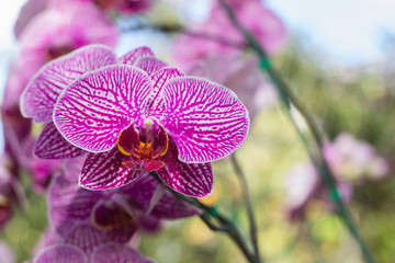 Pink orchid close up in the garden with blurred for background from north thailand