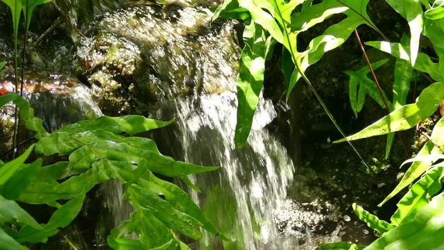 Small waterfall in cloud forest 4K