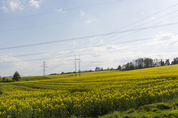 metal flagpole with management in rapeseed field