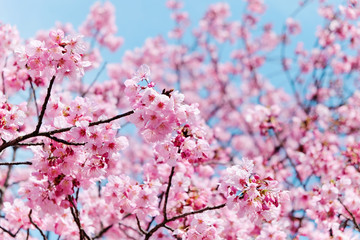 image of cherry blossom season in tokyo,Japan