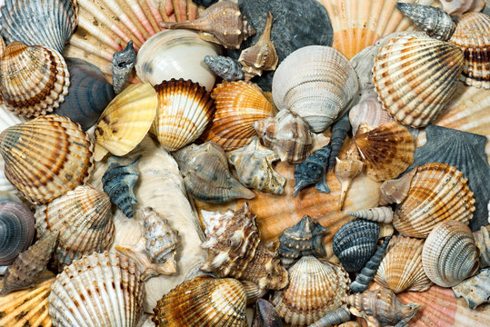 Group of Seashells - Background