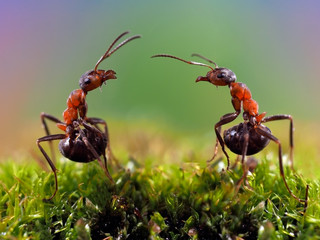 Two ants. Conflict, ants fight. Conceptually - dialogue, conversation, meeting, showdown, difficult...