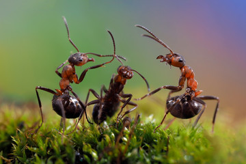 Three ant. Conflict, ants fight. Conceptually - dialogue, conversation, meeting, showdown, difficult negotiations. Beautiful rainbow background. Ants large, raised abdomens 