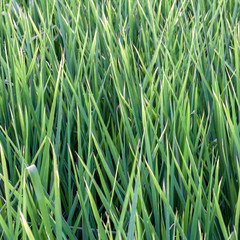 Fototapeta premium Green rice field