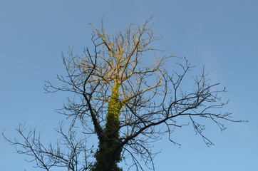 Bare tree with common ivy in morning sun against blue sky, Durnal, Yvoir, Wallonia
