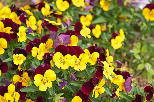 Flower pansies. Love and Tenderness concept