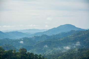 Mountain and trees of the rain forest.