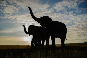 Fototapeta na wymiar The silhouette of elephants, two elephant playing, blue sky and golden background in Thailand