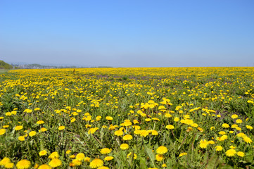 Поле одуванчиков