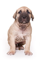 Obraz premium Brown Cane Corso puppy dog (isolated on white)