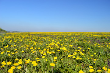 Поле одуванчиков