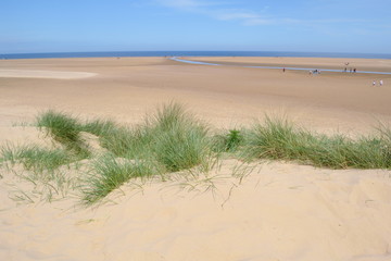 Fototapeta na wymiar European marram grass on a sandy beach near Wells-next-the-sea in Norfolk, England