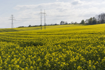 metal flagpole with management in rapeseed field