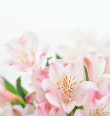 Fototapeta na wymiar Pink flowers on white background with copy space.