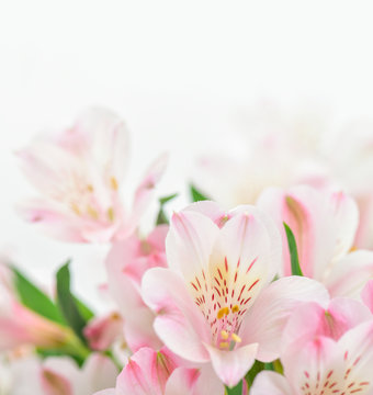 Pink flowers on white background with copy space. © Svetlana Fedoseeva