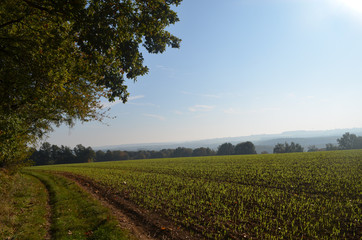 Fototapeta na wymiar Rows of seedlings in corn field on a hill surrounded by forest on sunny autumn day, Yvoir, Wallonia