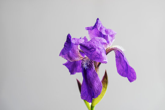 Fototapeta Beautiful spring flower open petal. Purple iris bloom. Blooming flower on a gray background